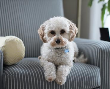 A Dog
