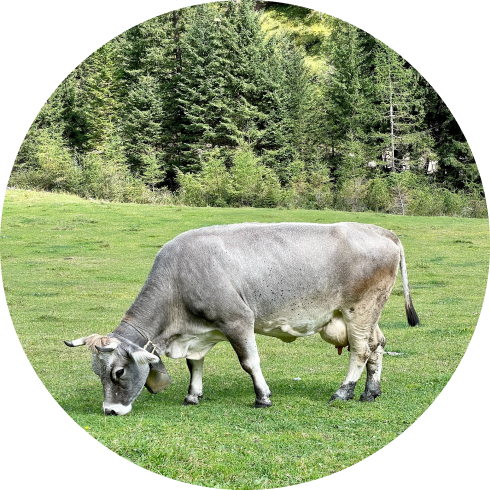 A cow